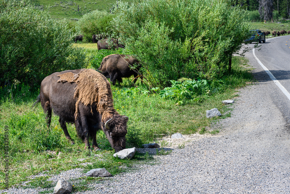 American bison grazing on at the side of the road in the Soda Butte area of Yellowstone National Park, USA
American bison grazing on at the side of the road in the Soda Butte area of Yellowstone National Park, USA