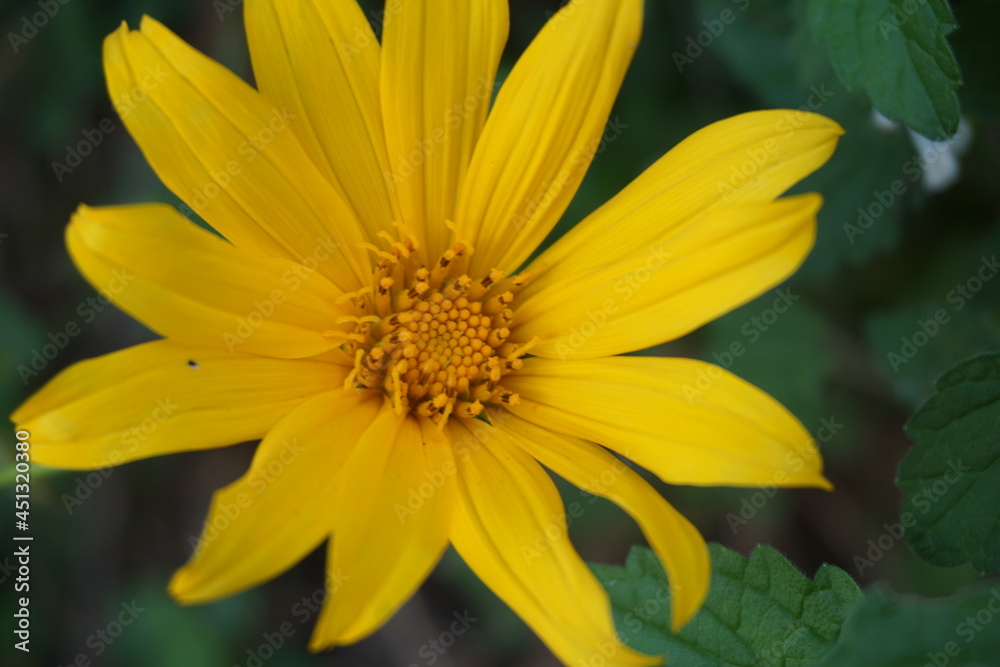 Mexican sunflower (Tithonia diversifolia) with a natural background. Also, use as herbal medicine for diabetes Mexican sunflower (Tithonia diversifolia) with a natural background. Also, use as herbal medicine for diabetes