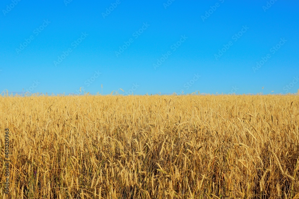 Blue sky and ripe bright yellow wheat field