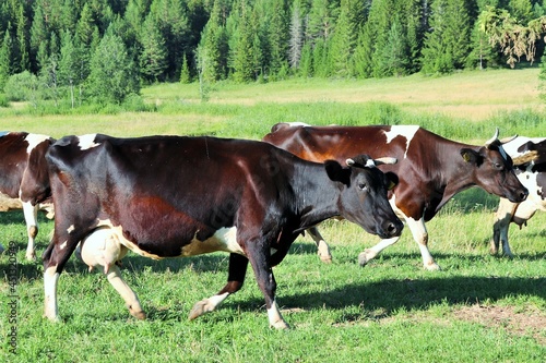Dairy cows graze on a pasture near the forest