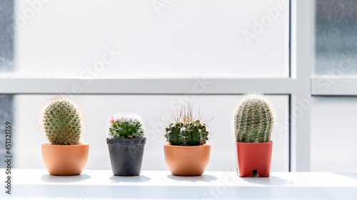Pot of cactus on white surface with bright window background with sunlight. Concept home cactus decoration