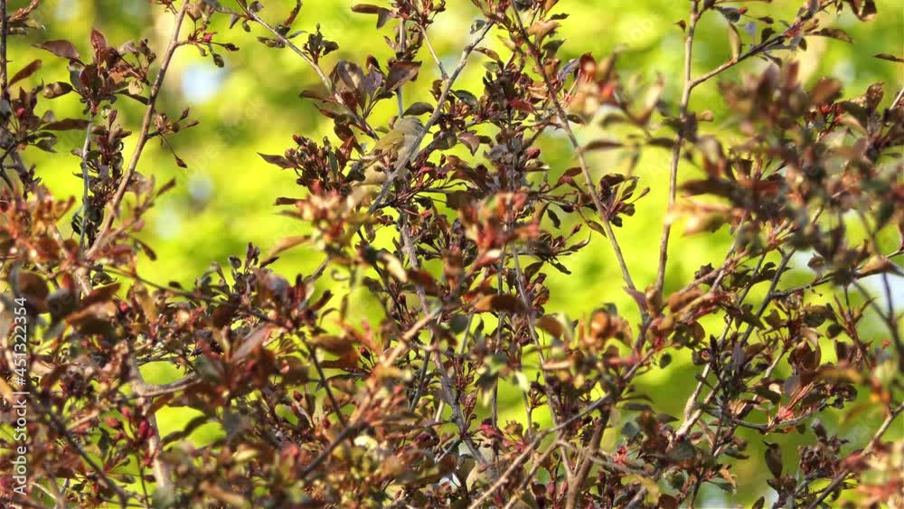 Red eyed vireo bird enjoying sunny day jumping on bush branches, static view Red eyed vireo bird enjoying sunny day jumping on bush branches, static view