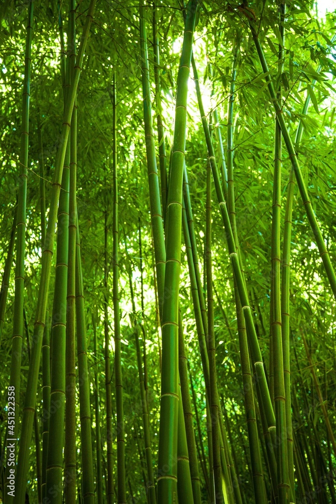 Fototapeta premium Bamboo.