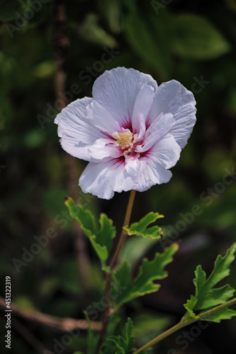 Hibiscus Pink Chiffon is a genus of plants in the Malvaceae family