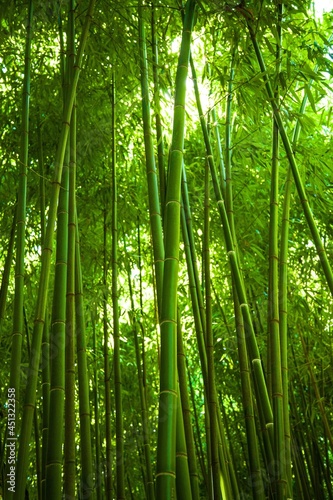 Bamboo. © BillionPhotos.com