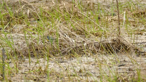 Western Kingbird, bird hops around grass thicket, looking for food. photo