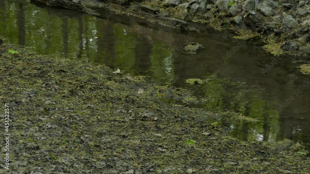 Tiny blackburnian warbler bird near water source in forest surroundings, follow up view Tiny blackburnian warbler bird near water source in forest surroundings, follow up view