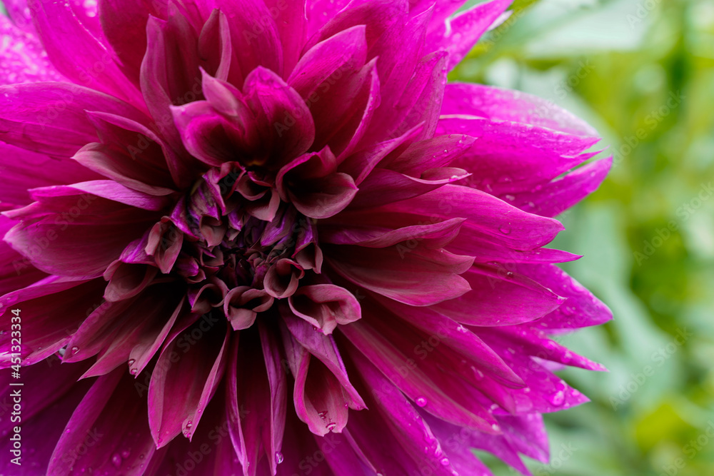 Large purple dahlia flower growing outdoors. Flower is positioned to the left of the image.