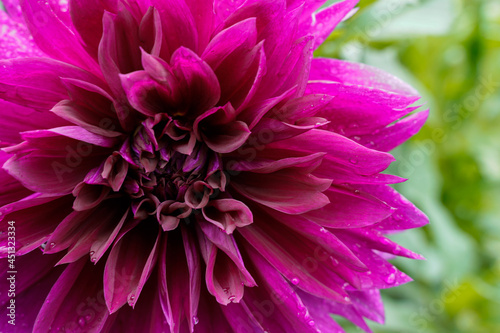 Large purple dahlia flower growing outdoors. Flower is positioned to the left of the image.