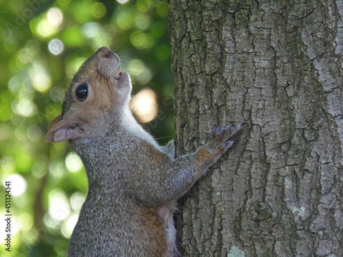 squirrel on a tree