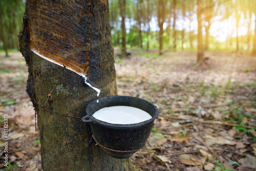Close-up bowlful of Natural rubber latex trapped from rubber tree. photo
