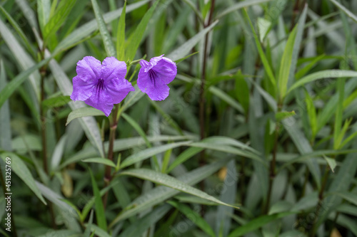 Purple flowers on a dark green background