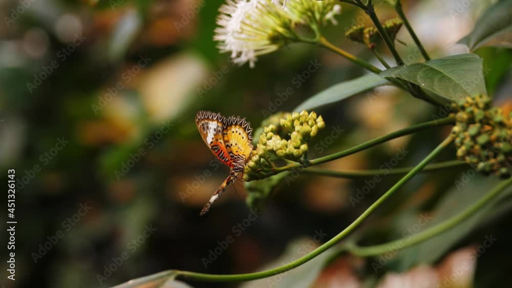 Colorful majestic butterfly sitting on vibrant flower, close up orbit view Colorful majestic butterfly sitting on vibrant flower, close up orbit view