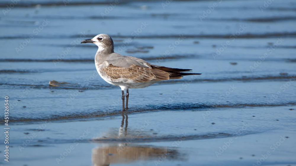 Laughing gull (Leucophaeus atricilla) wading on the beach in Las Penas, Ecuador Laughing gull (Leucophaeus atricilla) wading on the beach in Las Penas, Ecuador