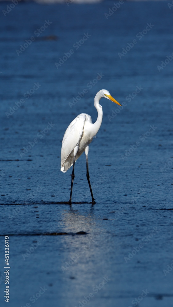 Great egret (Ardea alba) on the beach in Las Penas, Ecuador Great egret (Ardea alba) on the beach in Las Penas, Ecuador