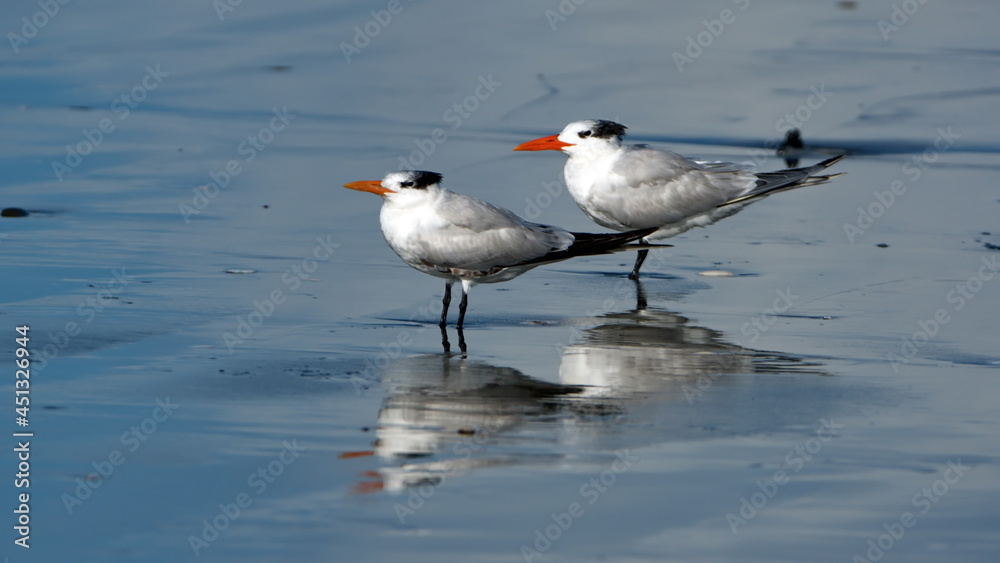 Obraz premium Royal terns (Thalasseus maximus) on the beach in Las Penas, Ecuador