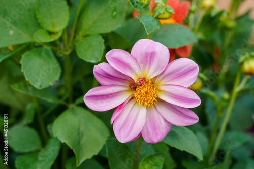 Single pink and white dahlia flower growing outdoors.