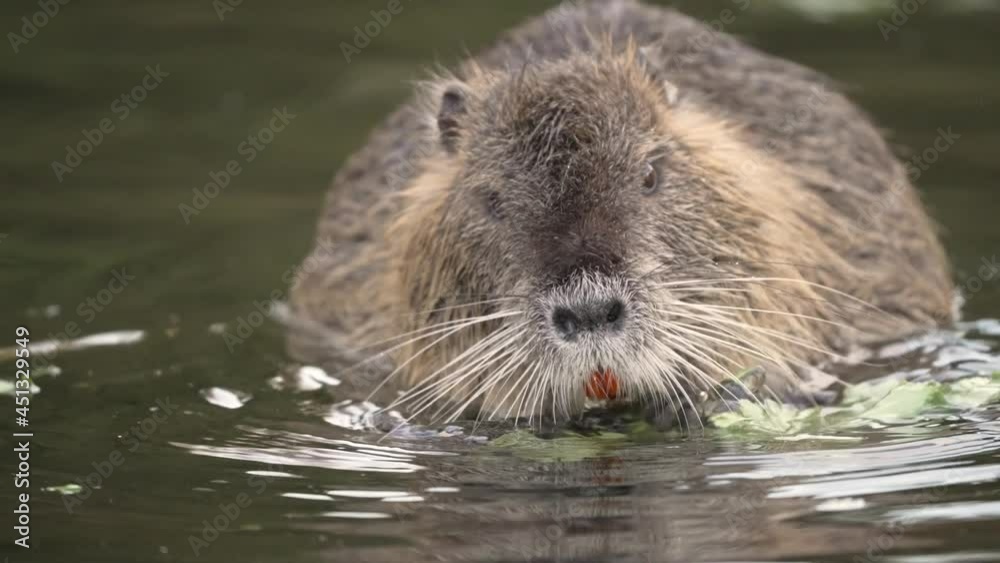 Close up of cute Nutria Beaver eating salad and plants in lake in the morning - 60fps 4K footage