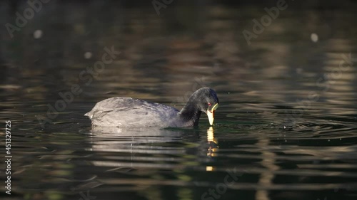 Pretty Fulica Armillata hunting for prey in natural lake during sunny day,close up shot photo