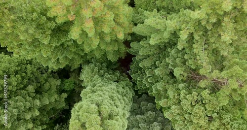 Drone going down through the Redwood forest in Cantabria . Deciduous forest in spring seen from a drone. Sign, Cantabria, Spain, Europe. Cabezón de la Sal photo