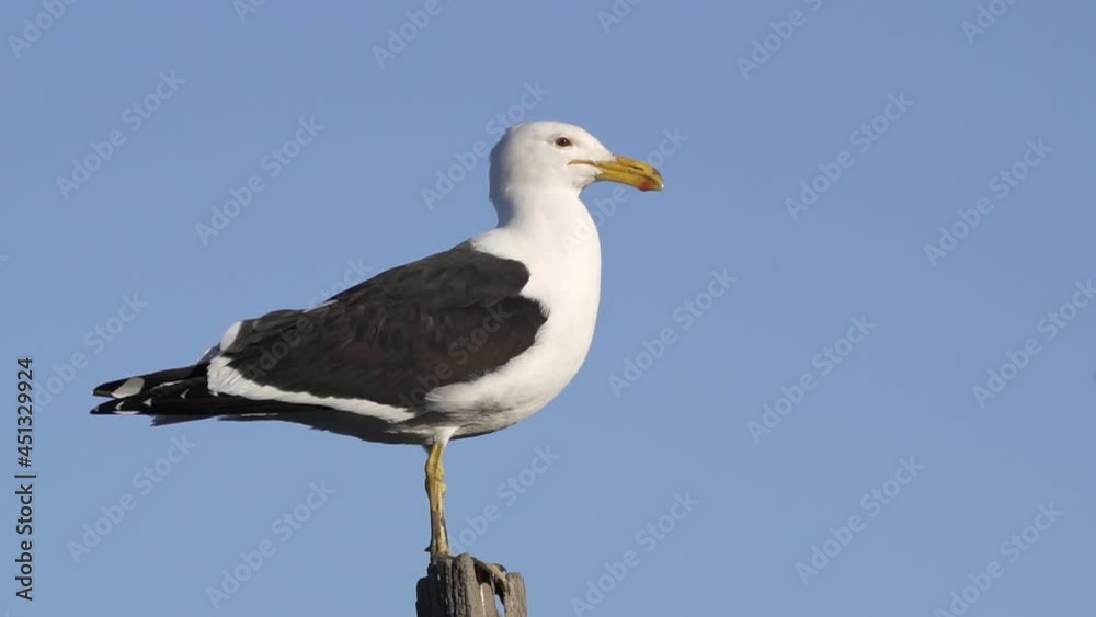 Kelp gull stands still with blue sky in background, close side view Kelp gull stands still with blue sky in background, close side view