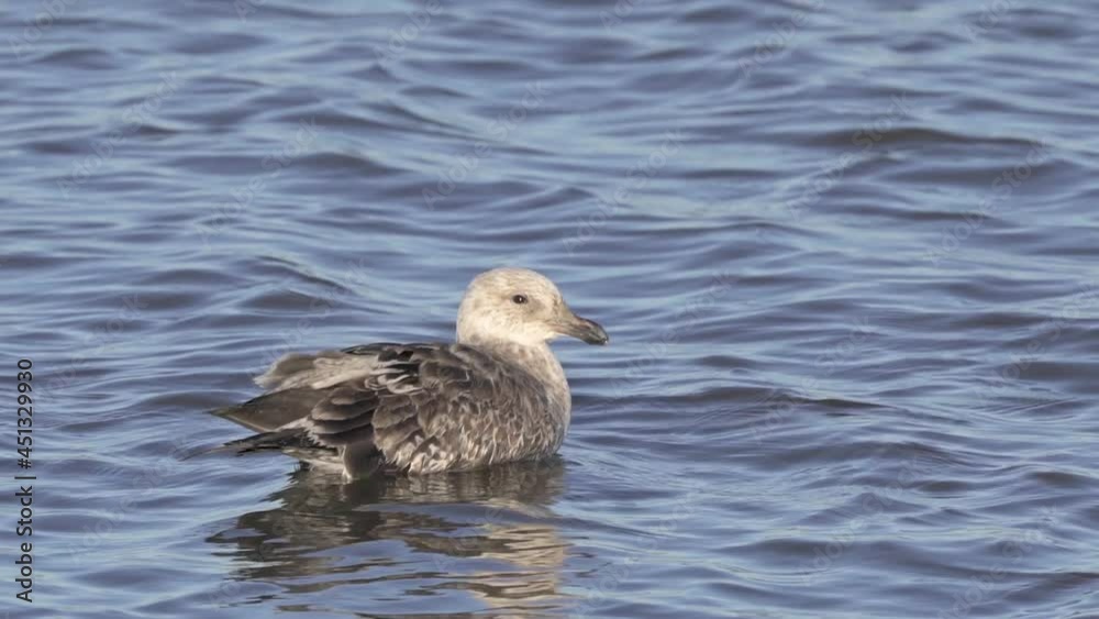 Close view of juvenile kelp gull swimming as another flies by Close view of juvenile kelp gull swimming as another flies by