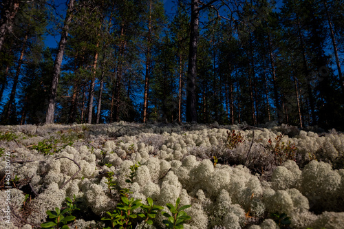 reindeer moss