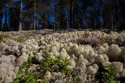 reindeer moss