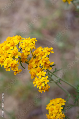 Yellow blooming terminal indeterminate radiate head inflorescences of Golden Yarrow, Eriophyllum Confertiflorum, Asteraceae, native in Red Rock Canyon MRCA Park, Santa Monica Mountains, Springtime. photo