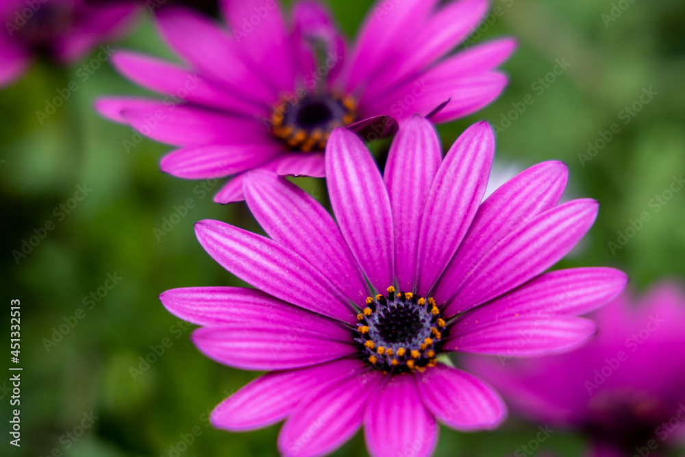 A closeup of two pink flowers with selective focus with a green background A closeup of two pink flowers with selective focus with a green background