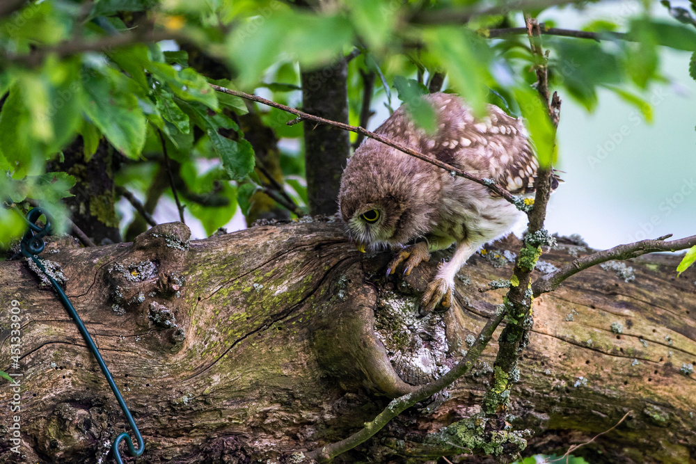 Fototapeta premium Steinkauz (Athene noctua)