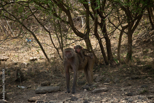 baboon sitting on a rock