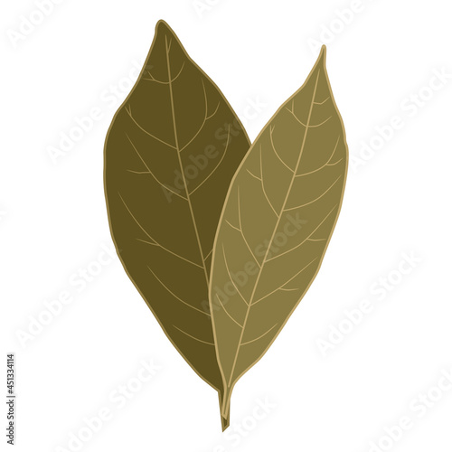 Bay leaf is the most elementary of seasonings  which is added to soups and stews  meat and vegetable dishes  canned food and marinades. Vector illustration isolated on a white background for design.