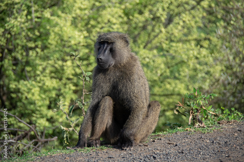 baboon sitting on the ground © Laurence