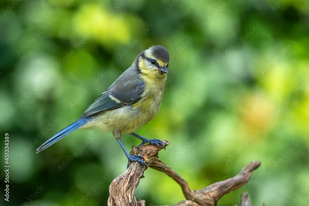 Obraz premium Blaumeise (Cyanistes caeruleus) Jungvogel