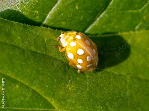 The ladybug is yellow with white spots (Lat. Halyzia sedecimguttata).
It occurs from April to October. Winter is spent under the bark of trees and in fallen leaves. They feed on erysipelas and aphids. photo