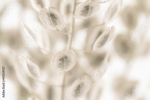 Elegant oval round shape dried beige romantic soft mist effect flowers with light blur background macro