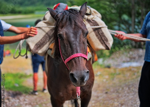 Horse loaded with heavy supplies in the mountains © Vedrana