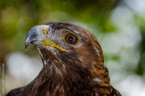Golden Eagle Looks Up