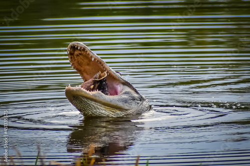 Alligator in swamp eating prey