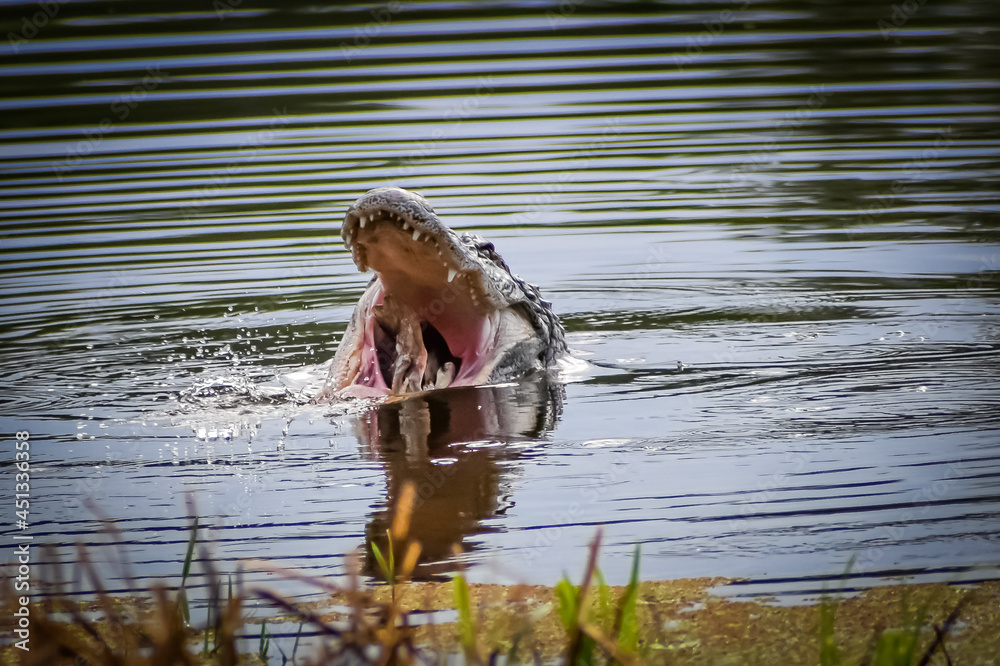 Alligator in swamp eating prey Alligator in swamp eating prey
