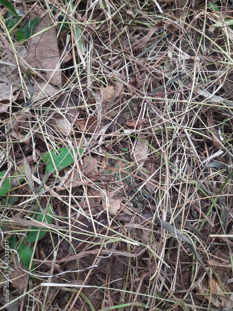 Beautiful dry grass at root level Beautiful dry grass at root level