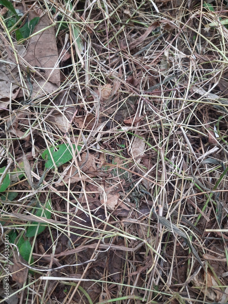 Beautiful  dry grass at root level