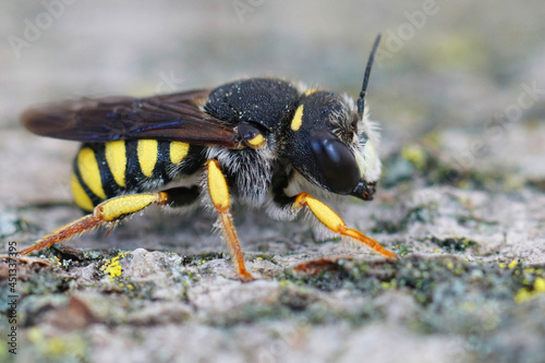 Lateral closeup of the white faced male of the rare Black-tailed Small-Woolcarder bee, Pseudoanthidium melanurum in Gard, France