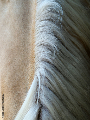 Fragment of mane and wool coloring of a palomino horse