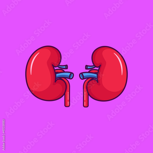  kidney organ vector. kidney isolated illustration