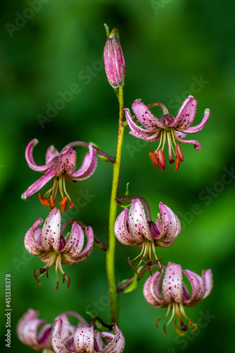 T  rkenbund-Lilie  Lilium martagon 