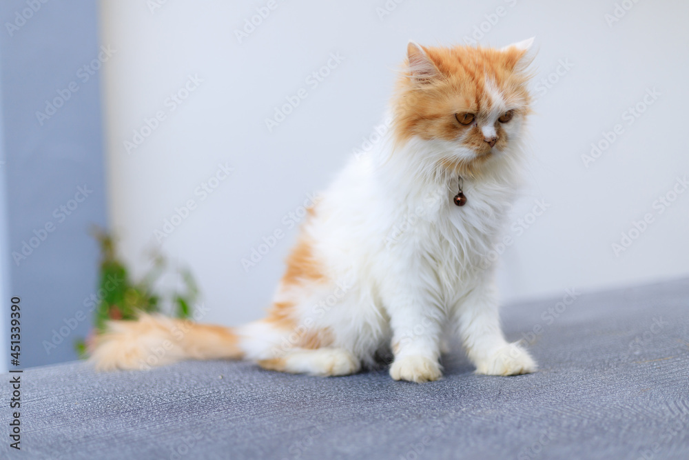 The cute Persian cat sitting on the table  and looking something, selective focus shallow depth of field