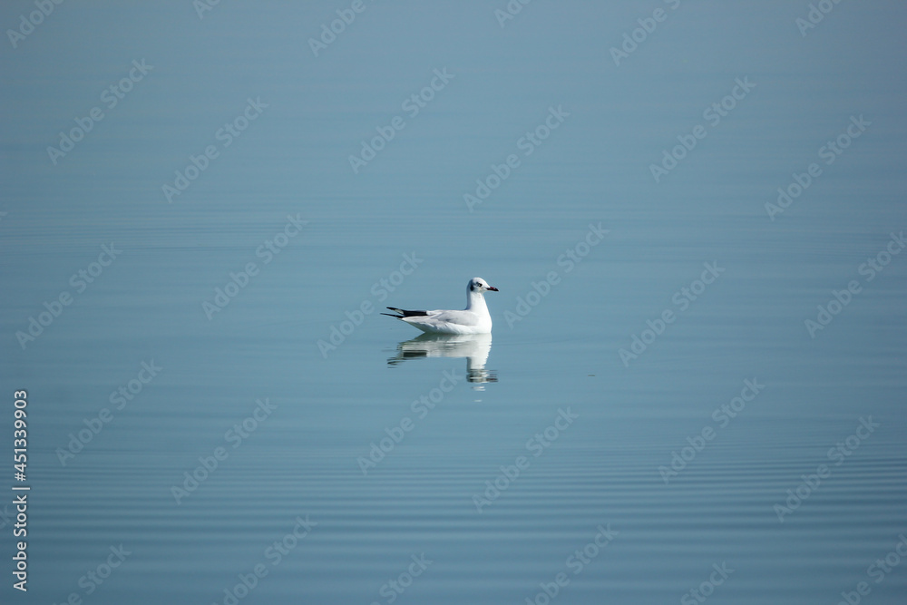 Beautiful white Duck bird sitting on the water of Naf River in Bandarban, Bangladesh