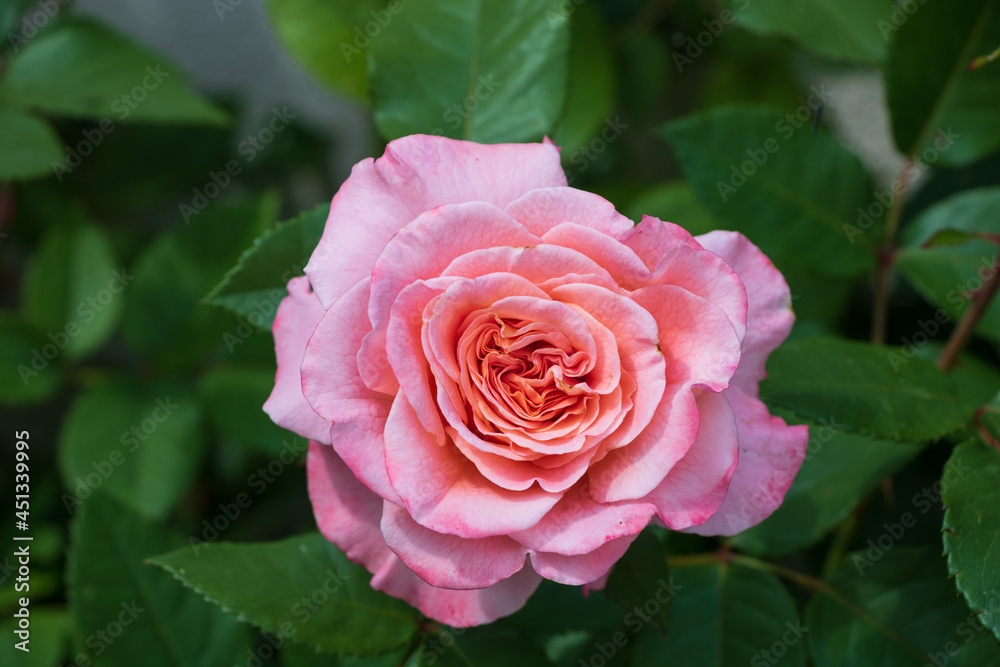 pink Rose im Sommergarten Makro pink Rose im Sommergarten Makro